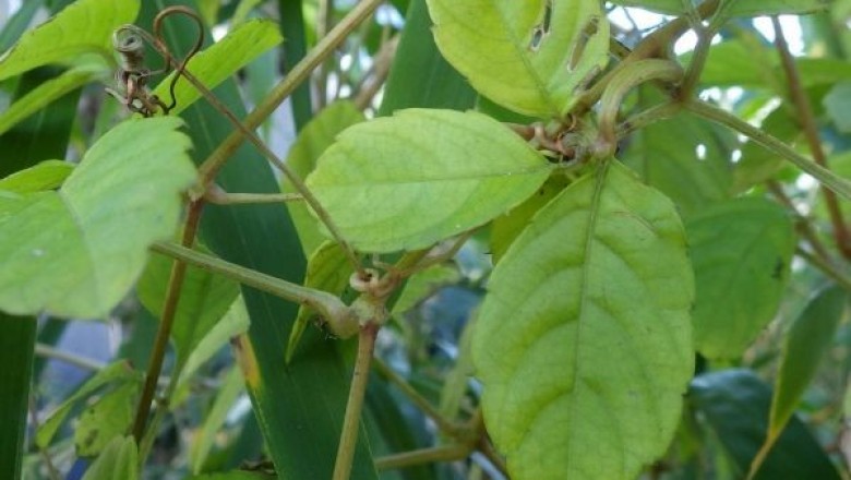 Cây Vác lá nhỏ. Cayratia tenuifolia - Cây Thuốc Nam Quanh Ta